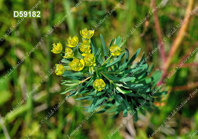 Leafy Spurge (Euphorbia esula)